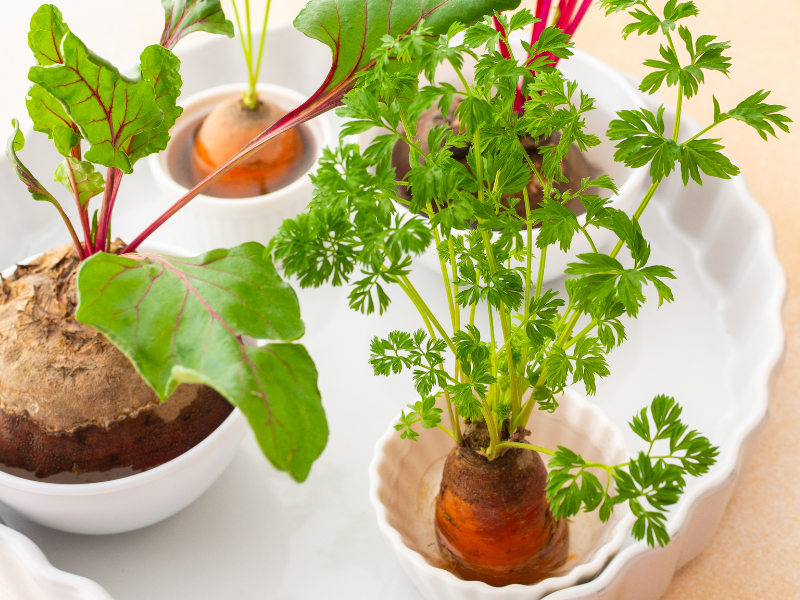 Carrot tops in water